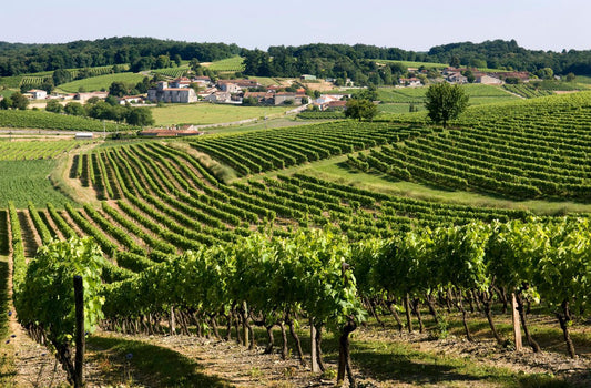 The Origins of Cognac : From Wine to Eau-de-Vie